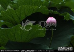 小红的影响是什么？看看这五点，或者你可以清