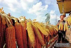 玉米价格是否推迟，玉米价格在2月底上涨？