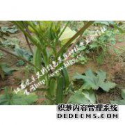 这种水果被称为“伟哥的植物”，经常吃一点，
