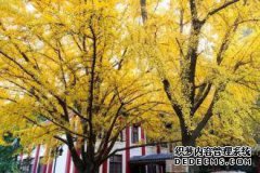 银杏在黄色的花园里！西南大学已成为东部最美