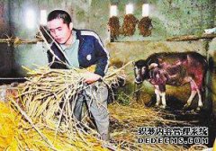 有人饲养8匹马和17头牛，每天吃174公斤干草。