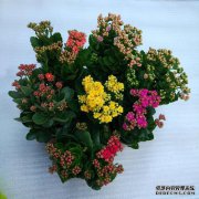 中国的四棵观赏长寿树