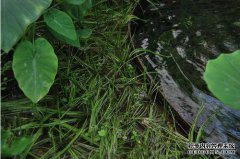 山种分布