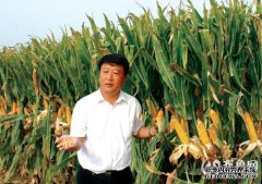 单个玉米品种怎么样？