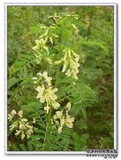 [中药苦参，又称地幔，善汉枝，山楂，野生，三