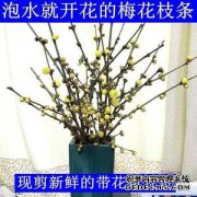 李子在水中种什么样的花？