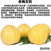 李子和黄桃的区别
