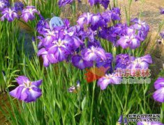 【菖蒲花开月满满】