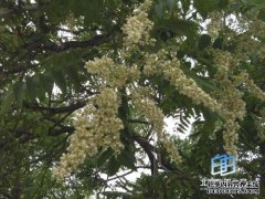 [黑山口香椿]北京黑山口小西推荐特产