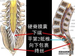 人体腰s部解剖图集，值得收藏！