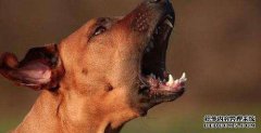 Screaming Dog Group mp3免费下载
