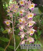 吃黄cut的常见方法有哪些？吃黄cut的10种方法