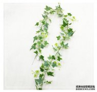 什么是红藤植物？
