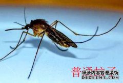下载酷刑蚊子2