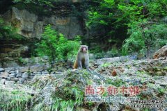 山西羊城拉河风景名胜区旅游报道：500只猕猴立