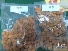 南兴和北兴有什么不同的影响？